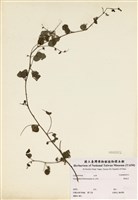 藏品(假地豆)的圖片